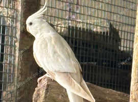 Hand reared albino female cockatiel