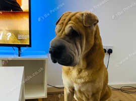 4 year old sher pei