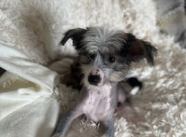 Chinese Crested Hairless Puppy boy
