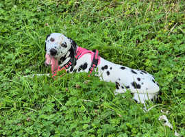 Female dalmatian needs rehoming