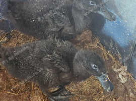 Ducks for rehoming