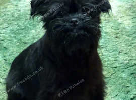 Beautiful male Affenpinscher puppy
