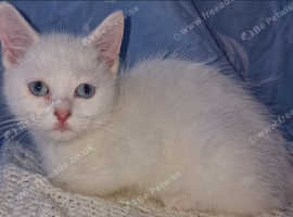 British shorthair x ragdoll