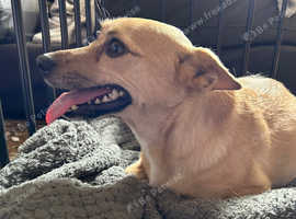 Available for adoption ASAP