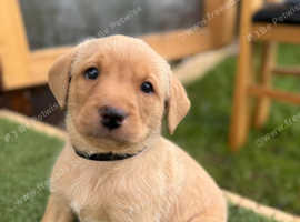 Labrador puppies for sale