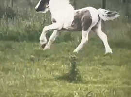 12 month old colt foal