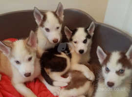 (Ready now) beautiful Siberian Husky puppies