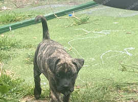 American bulldog x pug xfrencie