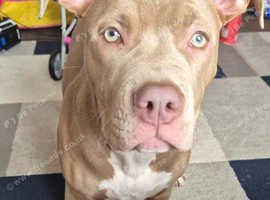 Pocket bully  cross american bulldog