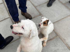 2 beautiful porson Russell terriers for sale one little girl and one little boy