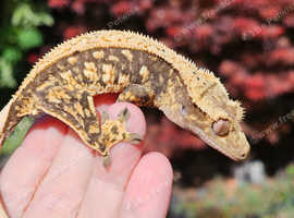 Young male crested geckos