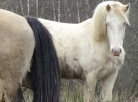 Welsh Section D 2 yr old perlino filly