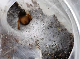 OBT