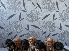 Cavalier King Charles Spaniel