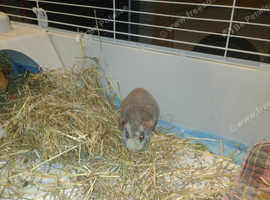 Skinny pigd