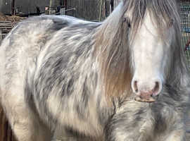 Top quality cob mare