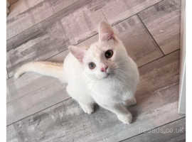 Kittens for sale near hot sale ne