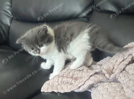 Kittens fluffy