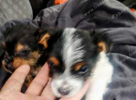 Beautiful Yorkshire x jack Russell puppies