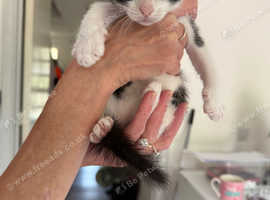 Kittens for sale