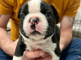 KC registered Boston terrier puppies for sale!