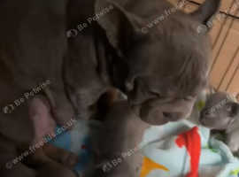 Micro French bulldog puppies
