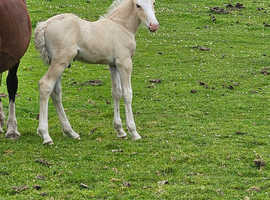 Bay Welsh Mare With Colt Foal At Foot 