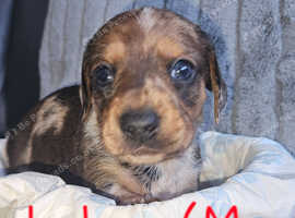 Dachshund puppies (varied prices.)