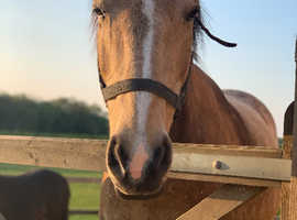 Lovely dun horse