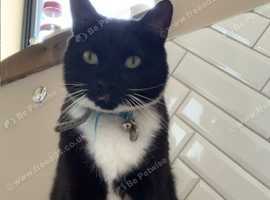 Missing Cat