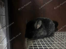 Chinchillas for sale