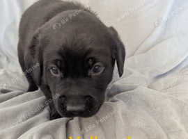 Adorable Labrador Puppies Ready for Their Forever Homes!