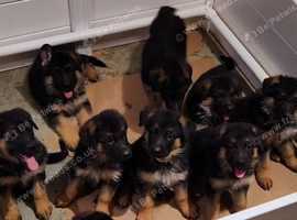 German Shepherd Puppy
