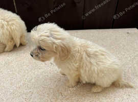 F1 goldendoodle