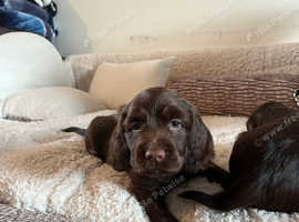 Beautiful health tested chocolate cocker/springer spaniel puppies