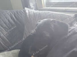 9 month old patterjack