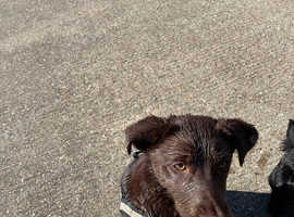 8 month old female family dog lab x collie