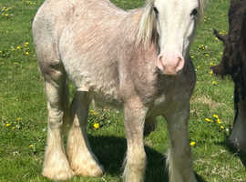 Gypsycob for sale