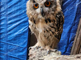 Eurasian eagle owl