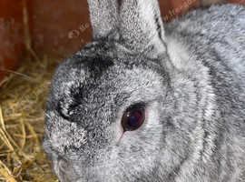 9 month old netherland dwarf boy