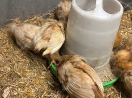 Goldline 3 week old females