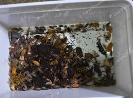 Isopod and springtails clean up crew