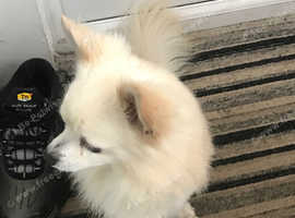Male dog