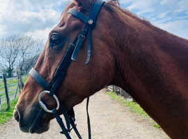 Rose- 15.2hh TB Mare