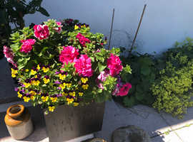 Garden maintenance