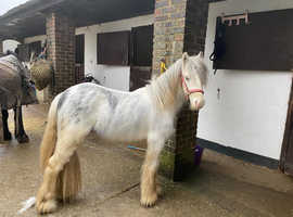 12hh mini  cob  gelding
