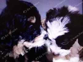 Cockapoo pups for sale