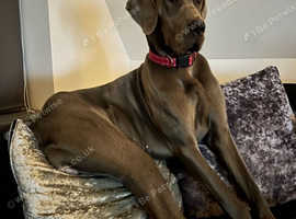 Great Dane Dogs And Puppies Uk 