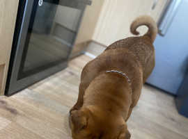For sale shar pei cross with Frenchie