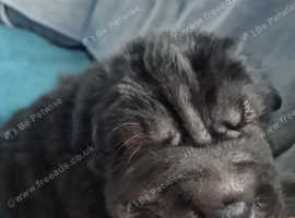 Bear coat shar clearance pei puppies for sale